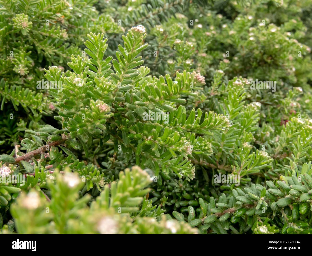 Grevillea lanigera or woolly grevillea ornamental foliage closeup. Stock Photo