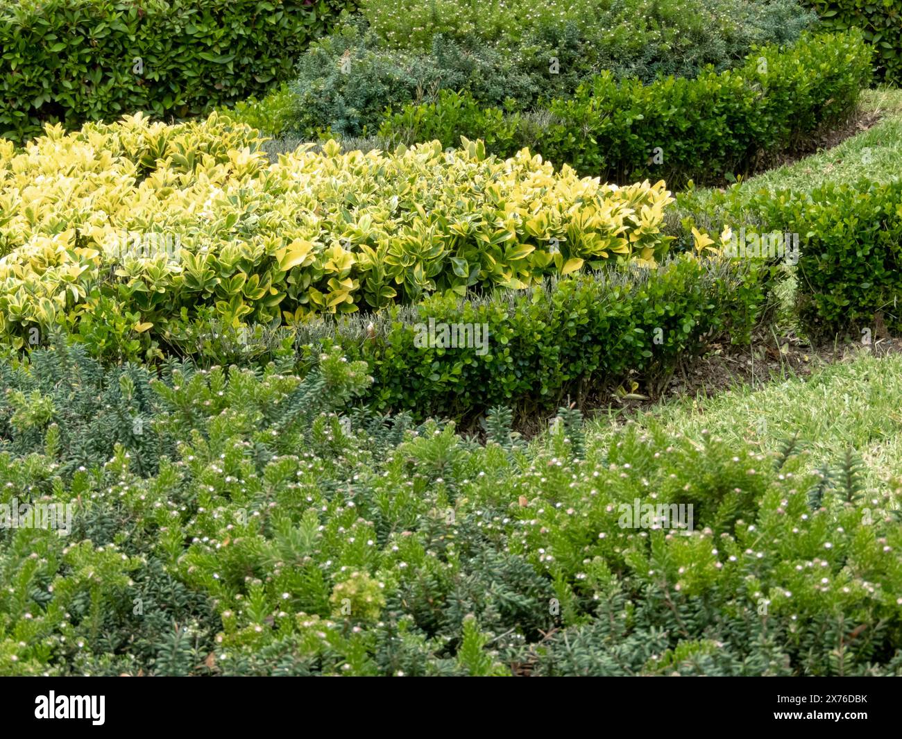 Euonymus japonicus, grevillea lanigera and buxus sempervirens pruned shrubs. Low topiary with decorative foliage. Japanese spindle, woolly grevillea a Stock Photo