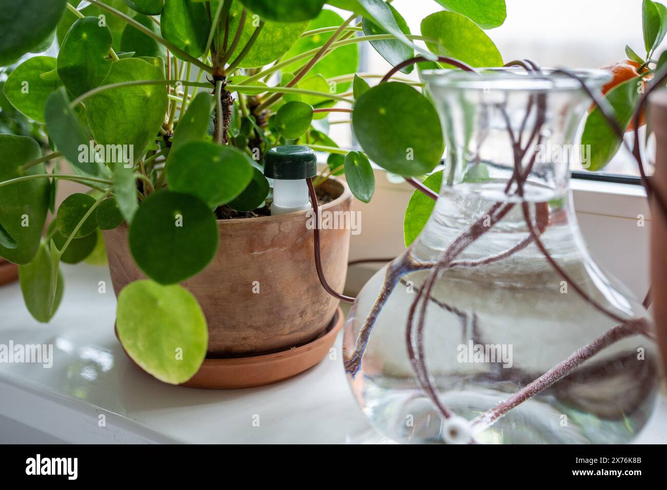 Plants That Suck Up Water