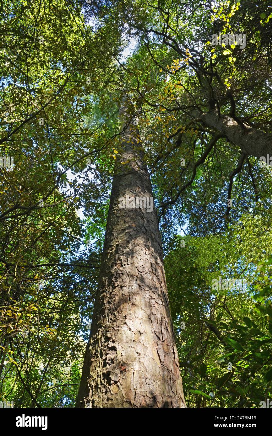 Magnificent Kahikatea Tree (White Pine), Christchurch, New Zealand. Prized by Captain Cook for Ship Masts. Stock Photo