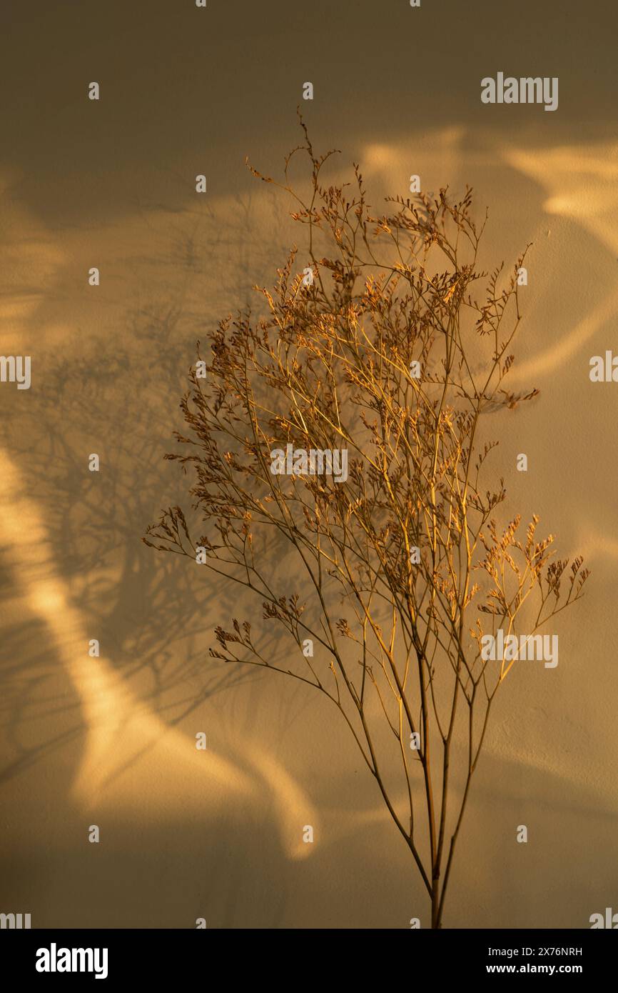 Dry branches casting shadows hi-res stock photography and images - Alamy