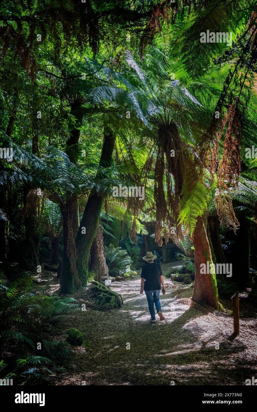 Rainforest palms and tree ferns beside walking track to Saint Columba Falls, Pyengana, Tasmania
