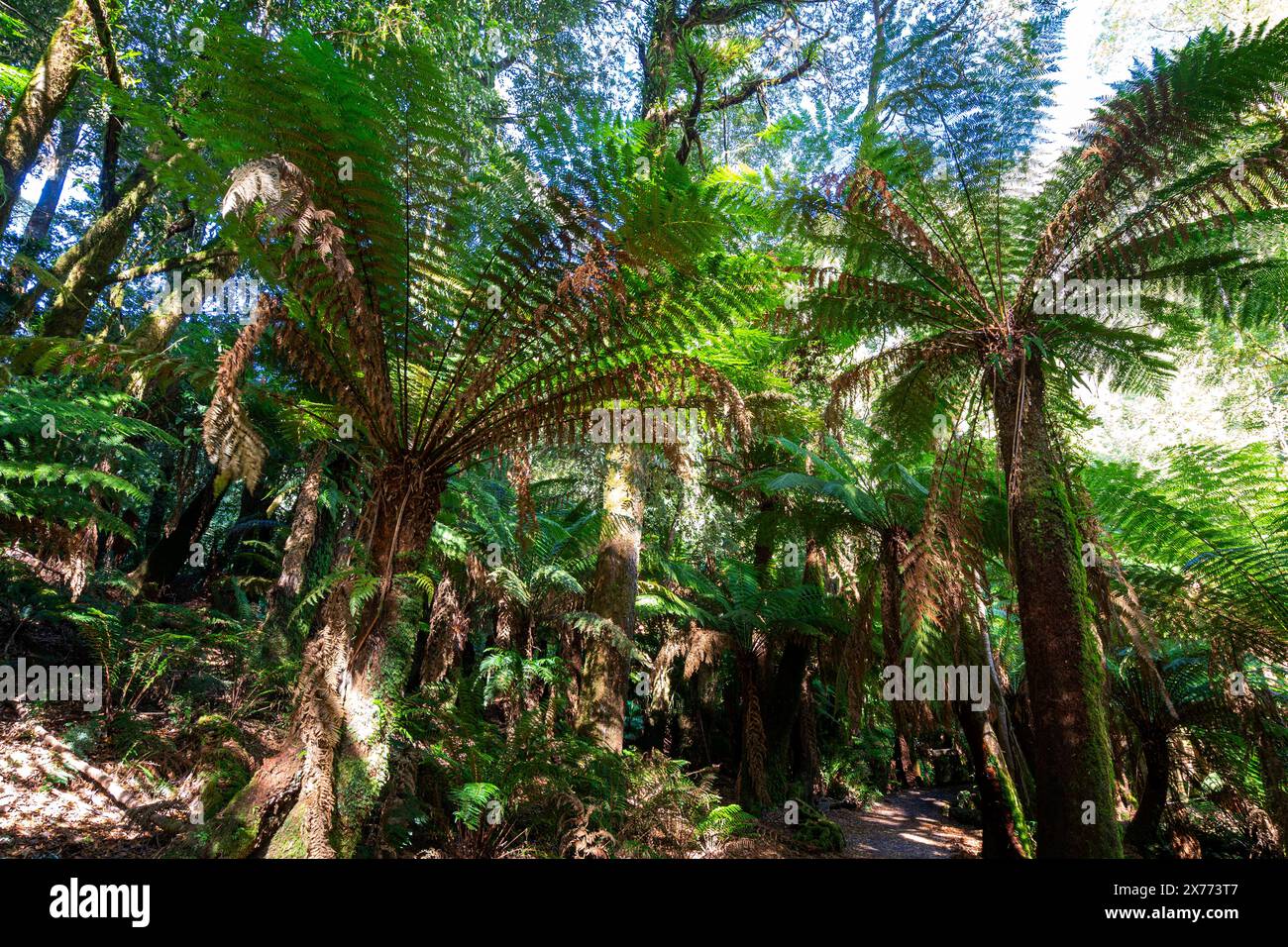 Rainforest with tree ferns hi-res stock photography and images - Alamy