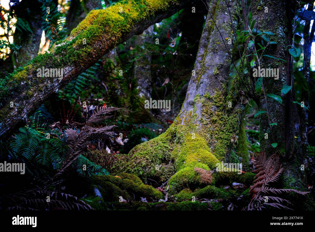 Rainforest palms and tree ferns beside walking track to Saint Columba Falls, Pyengana, Tasmania