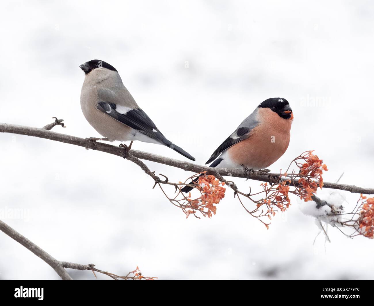 Bullfinch, Pyrrhula pyrrhula, male and female on berries in snow, Norway, May 2024 Stock Photo