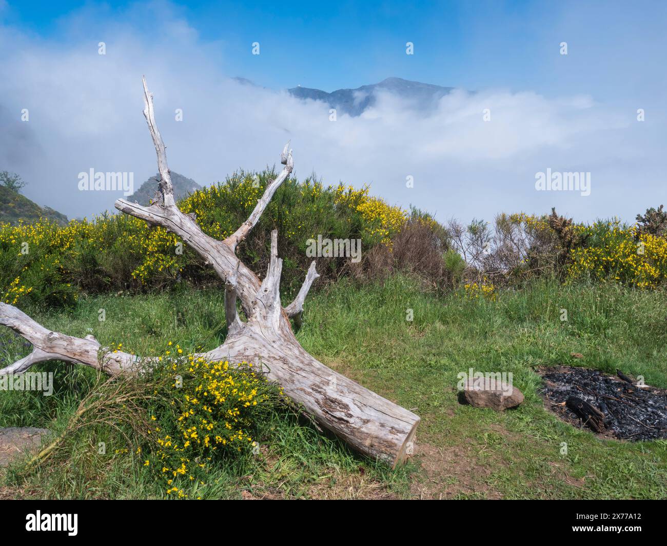 green foggy misty mountains covered with yellow flowers with empty camp fire and white dead tree at hiking trail PR12 to Pico Grande one of the highes Stock Photo