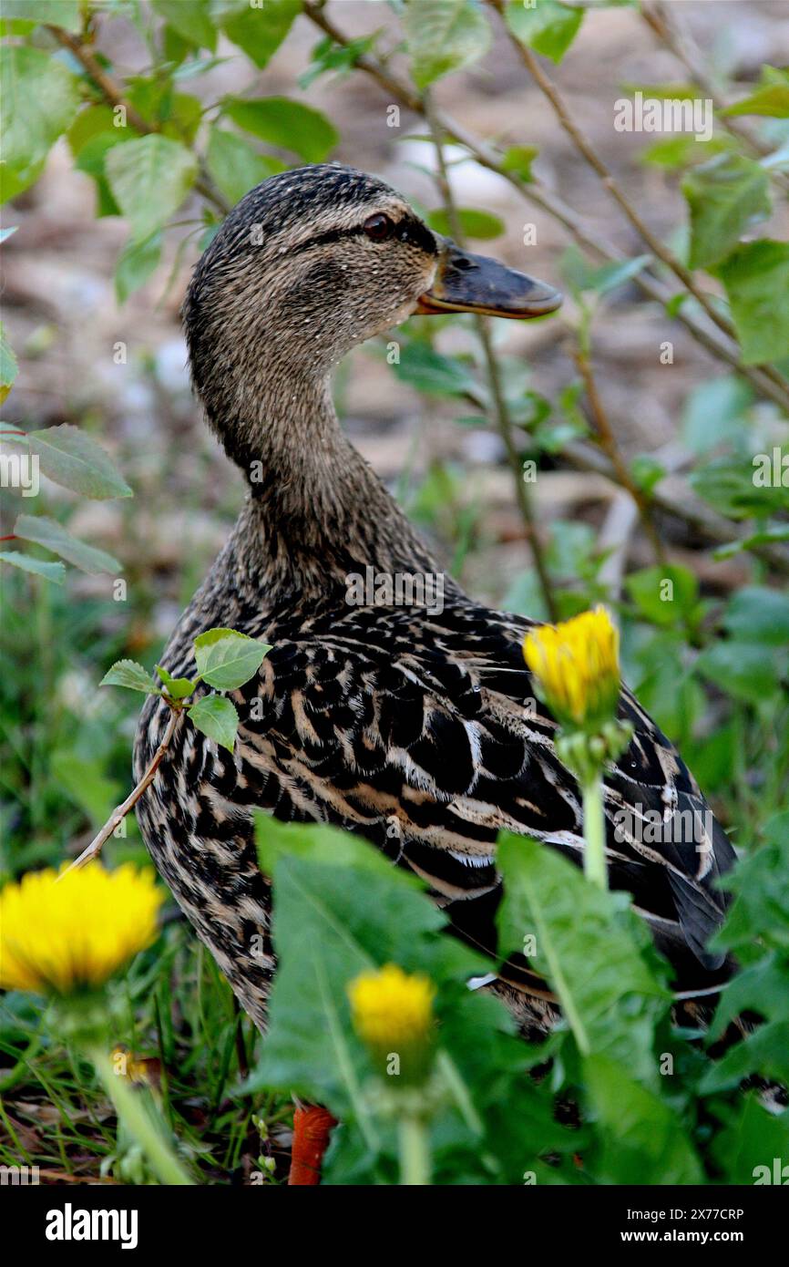 Sitemapcdatahttpsabckniqoocomimages Of Female Mallard Ducksnull