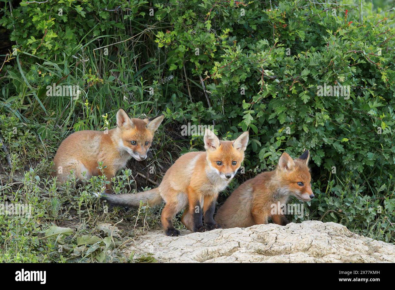 red fox cubs standing together near the den (Vulpes vulpes Stock Photo ...