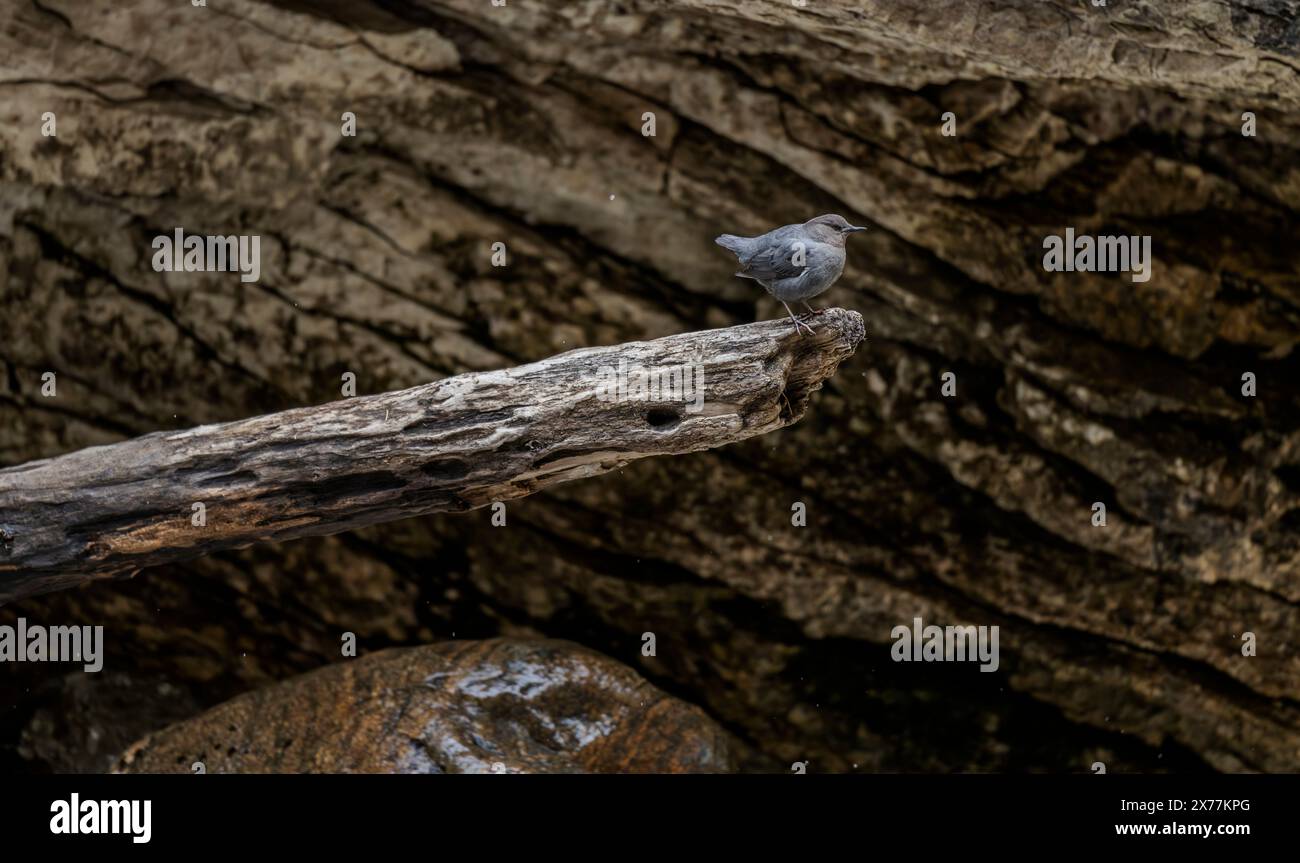 An American dipper (Cinclus mexicanus) on a log in Crazy Woman Creek Canyon in the Bighorn Mountains in Wyoming. Stock Photo