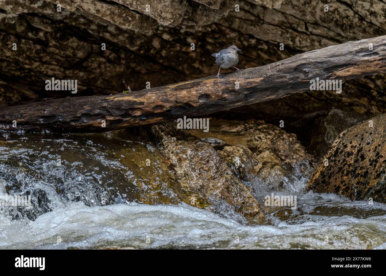 An American dipper (Cinclus mexicanus) on a log in Crazy Woman Creek Canyon in the Bighorn Mountains in Wyoming. Stock Photo