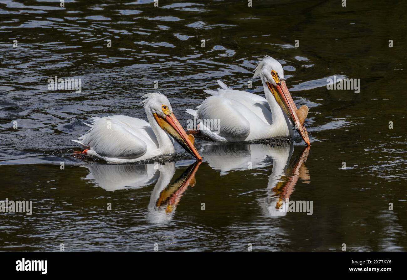 A pair of American white pelicans (Pelecanus erythrorhynchos) swim in the Yellowstone River in Hayden Valley in Yellowstone National Park. Stock Photo