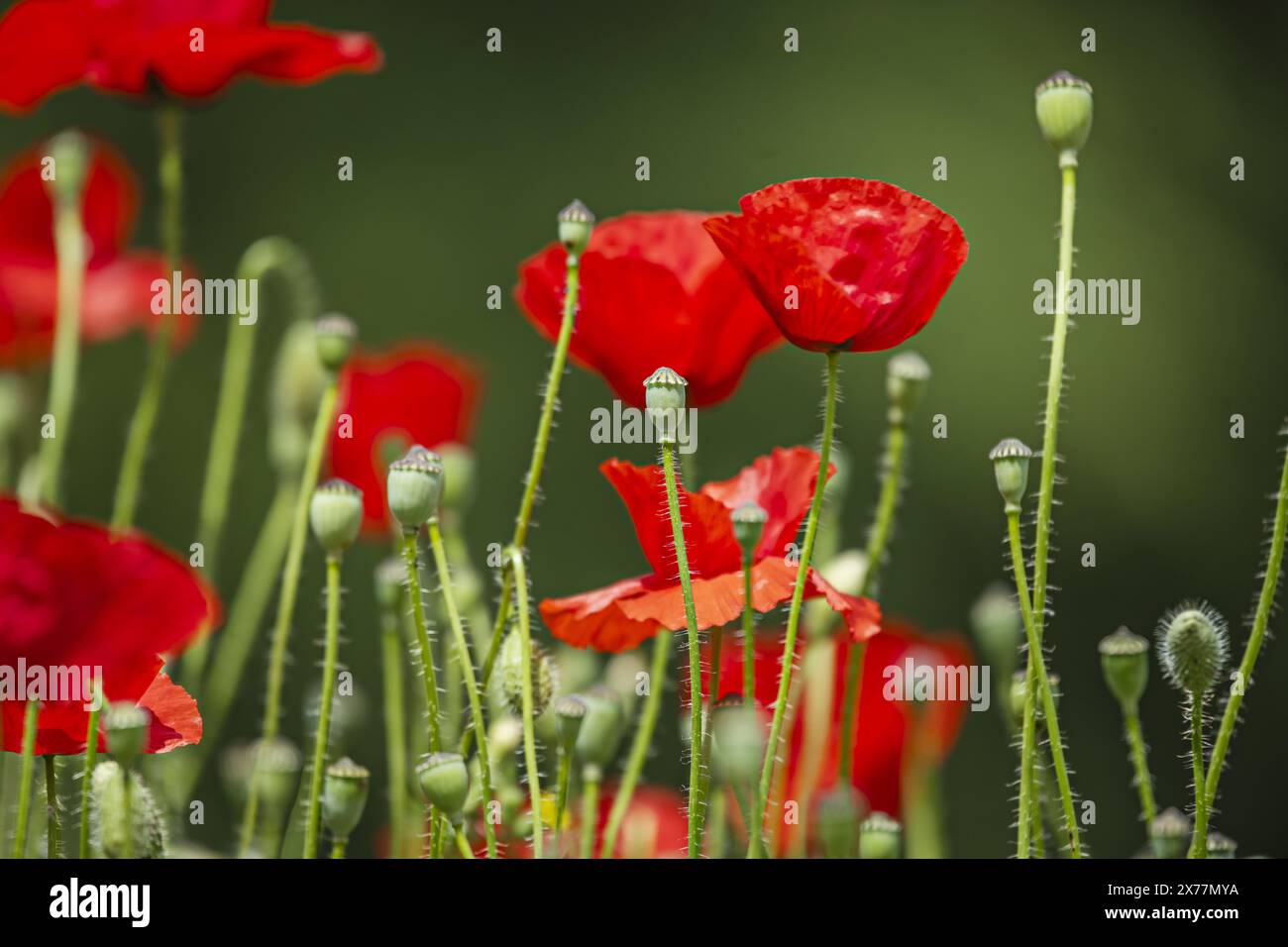 The common poppy Its life cycle adapts to most cereal crops Stock Photo ...