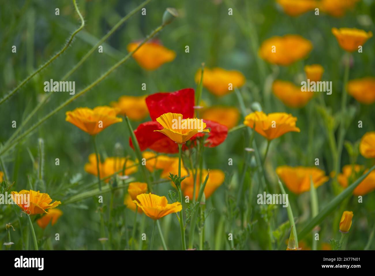 California Poppy It is contraindicated in case of pregnancy