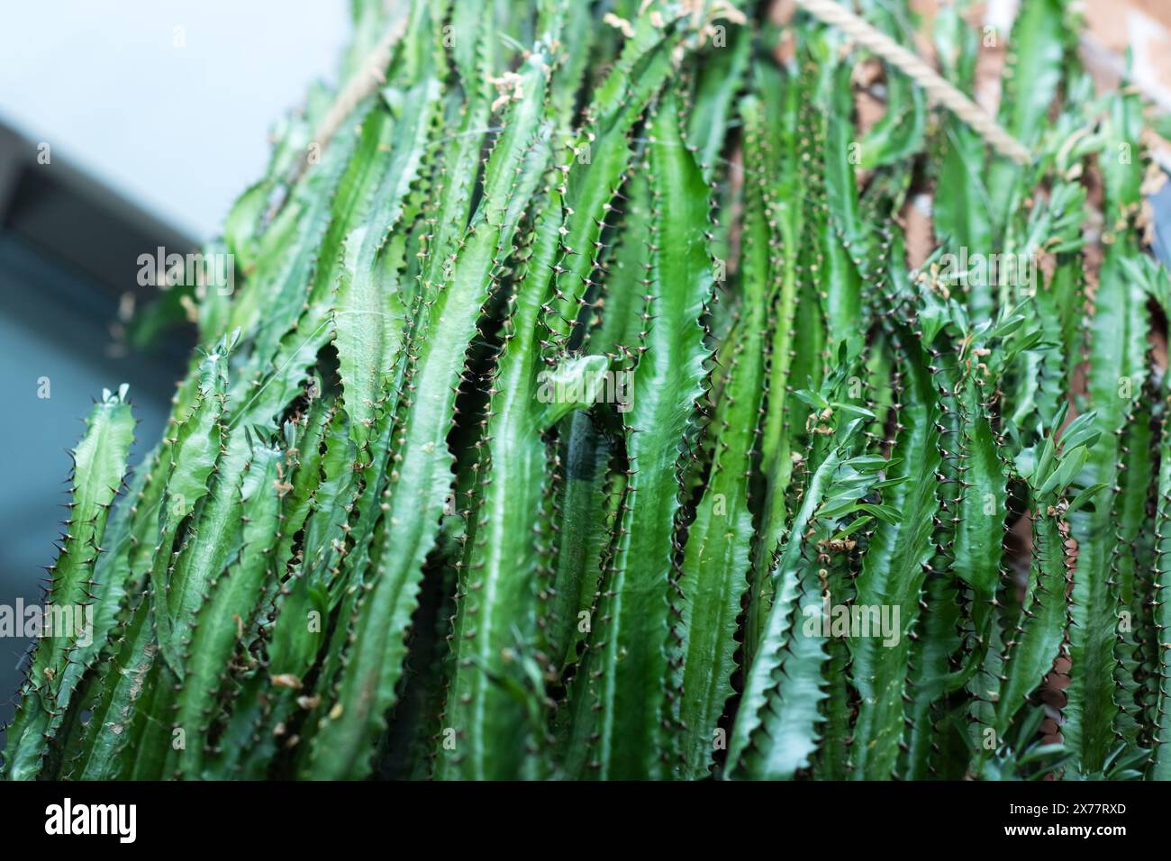 Displaying Green Branch Thorns Hi res Stock Photography And Images Alamy displaying-green-branch-thorns-hi-res-stock-photography-and-images-alamy