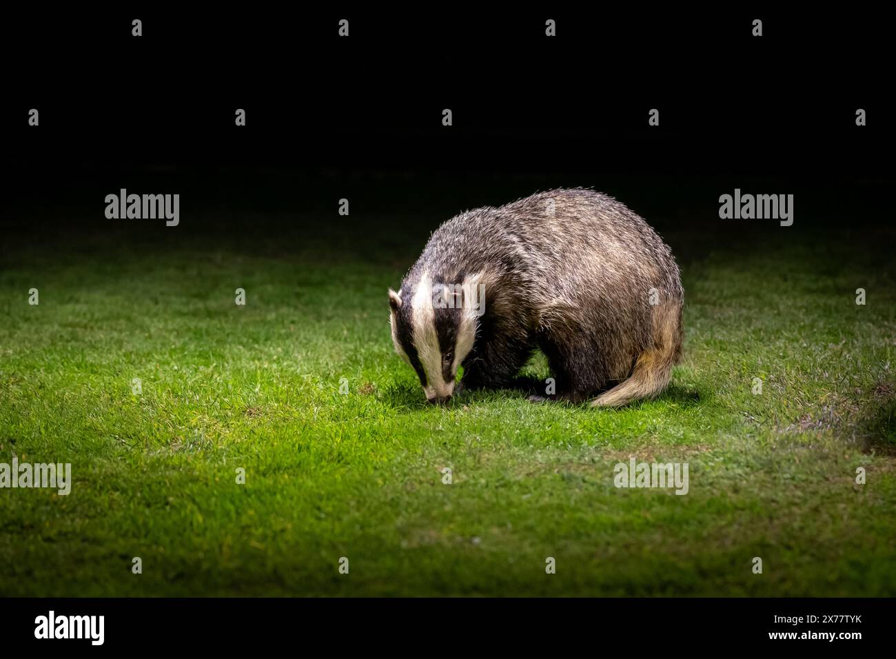 A European Badger ( Meles meles) looking for food on grass at night time in soft light. Stock Photo