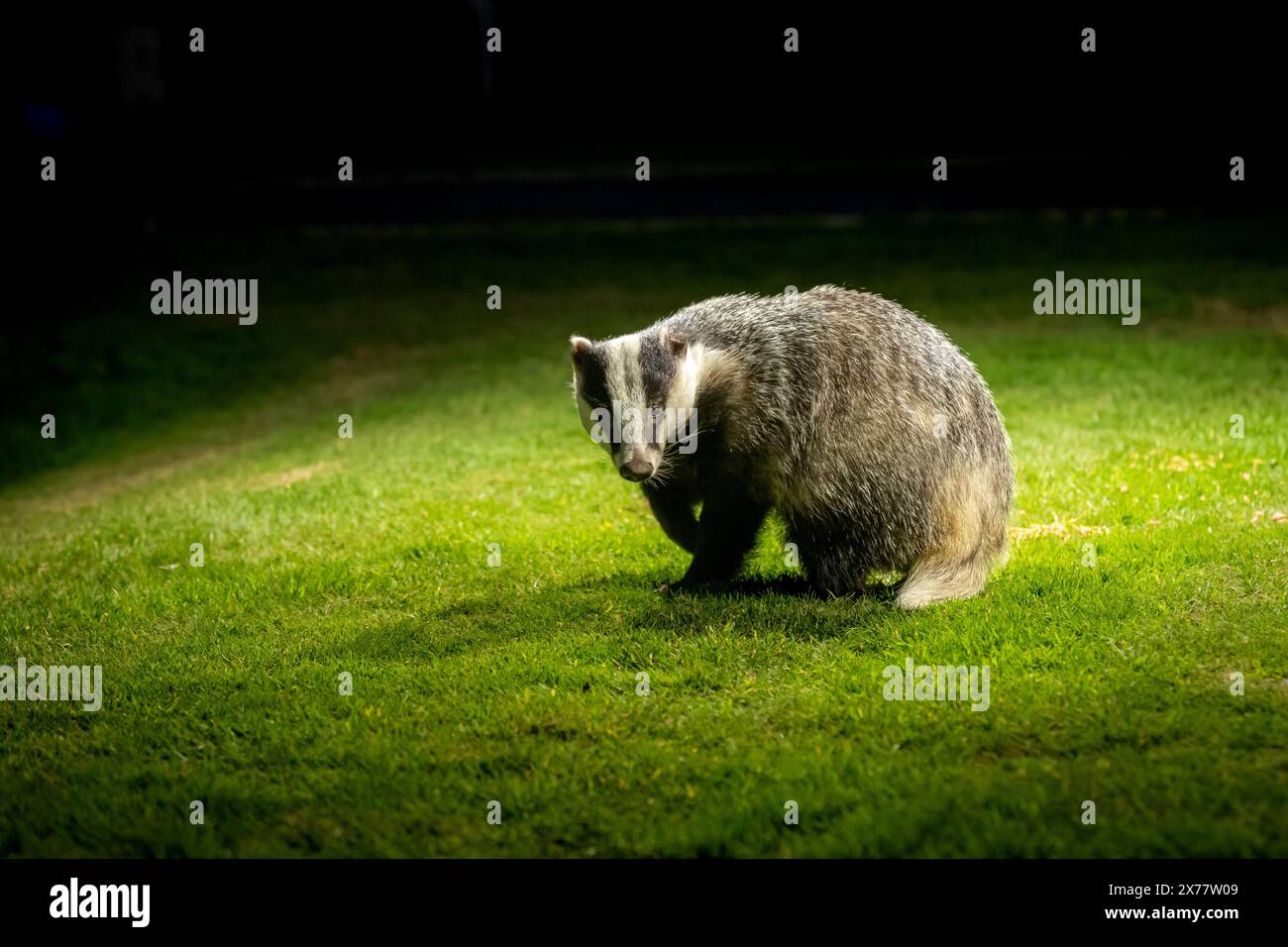 A European Badger ( Meles meles) looking for food on grass at night time in soft light. Stock Photo