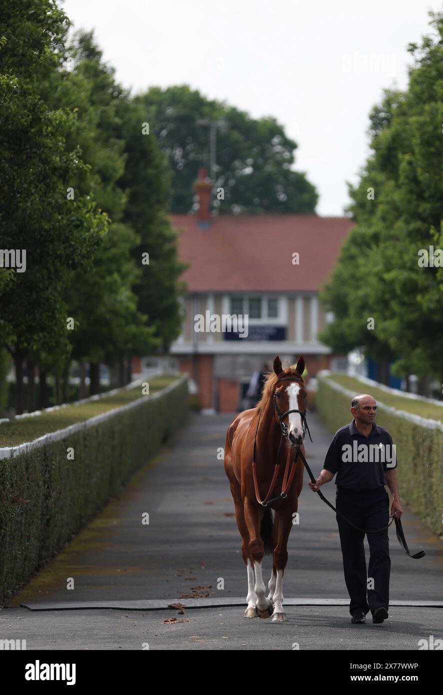 A horse is lead down from the paddock to the parade ring before a race ...