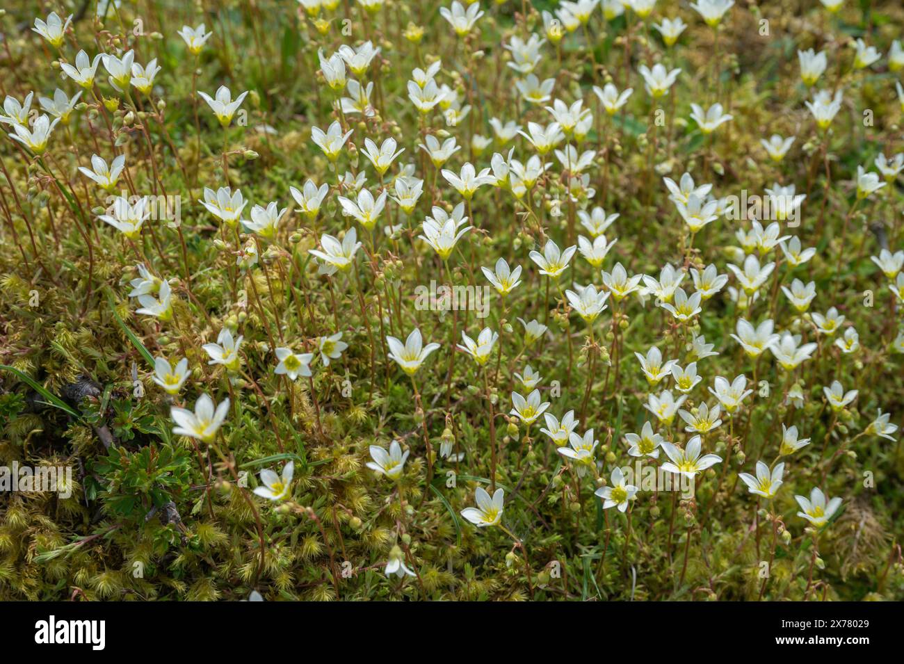 Mossy saxifrage (Saxifraga hypnoides) growing in lime-rich soils in Craig y Cilau NNR Stock Photo