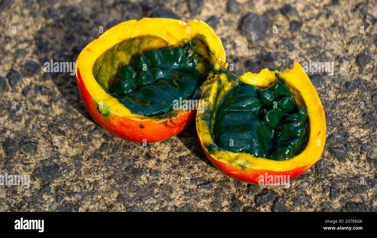 Trichosanthes tricuspidata (Kalayar, Makal, redball snake gourd) fruit. This fruit is poisonous and In the Thai traditional system of medicine Stock Photo