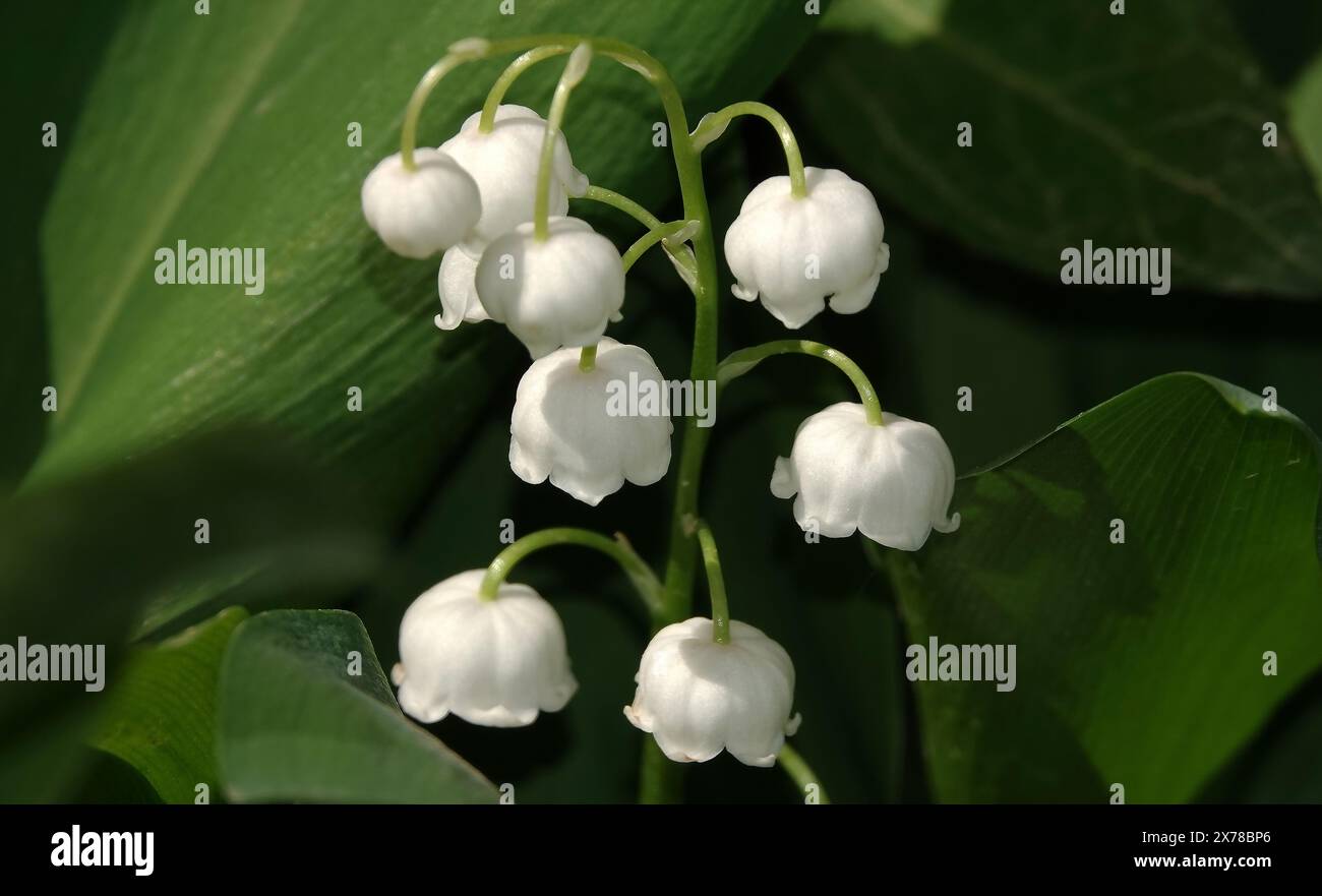Flowers - May lily of the valley - these are beautiful, white, delicate buds blooming in spring Stock Photo
