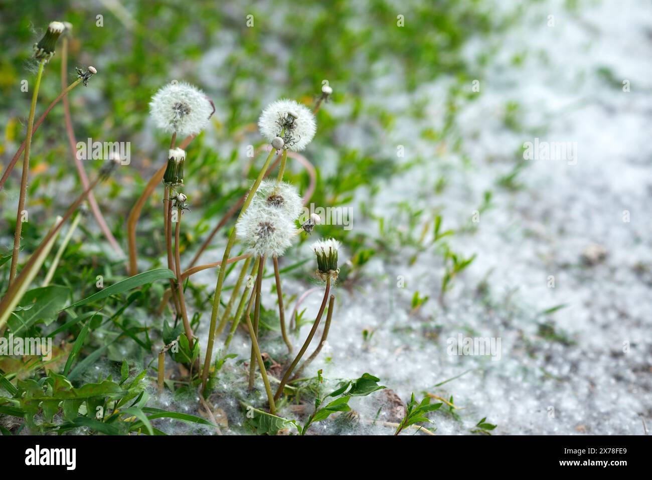 Poplar fluff lying on the various green grass with blooming dandelions on a hillside. Stock Photo