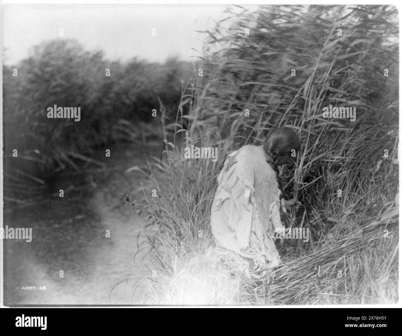 Cut Rushes Dakota 1900 19 hi-res stock photography and images - Alamy