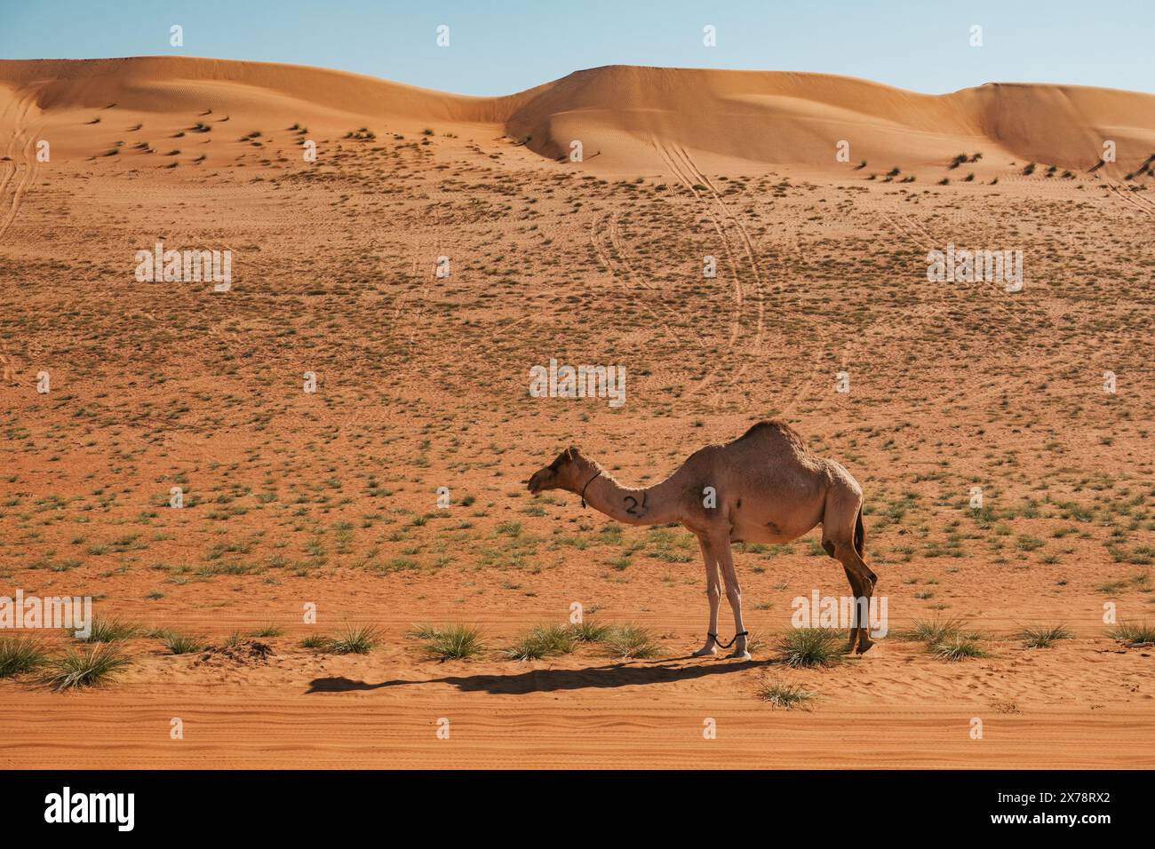 Dromedary camel in Sharqiyah Sands in Oman, with rolling desert dunes and sparse vegetation under clear skies Stock Photo