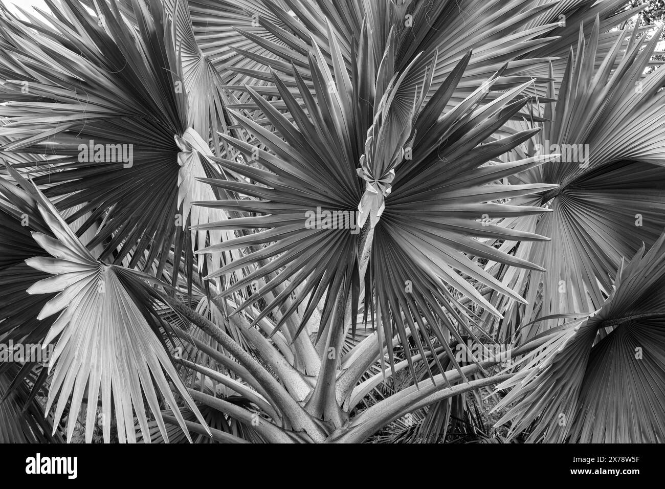 Latania fan palm in Culiacan Botanical Garden (Jardin Botanico Culiacán ...