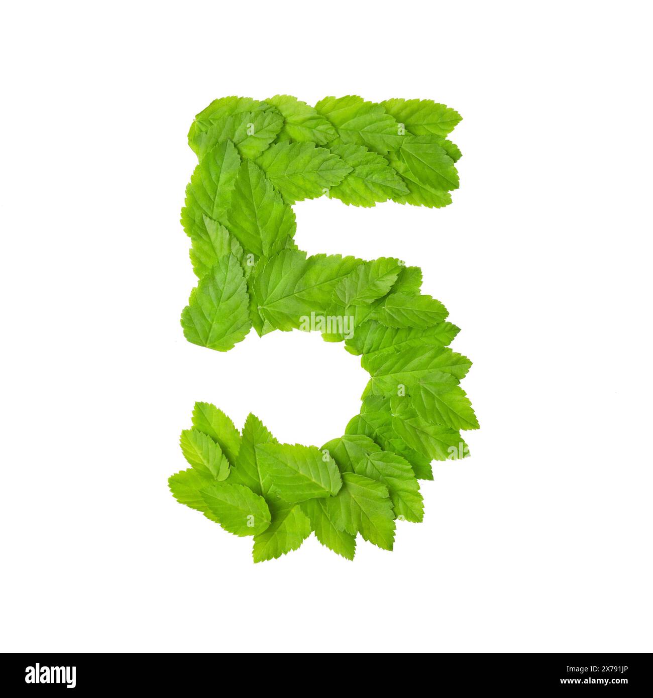 Design with the image of the number 5 of green leaves isolated on white ...