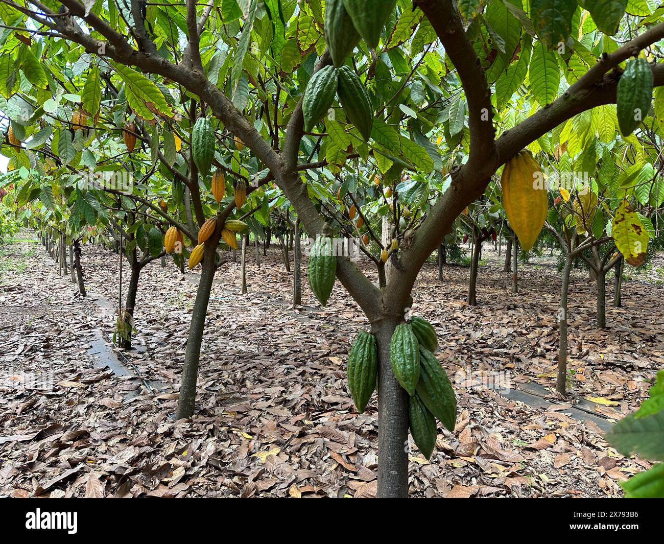 Cacao trees on the farm on the island of Oahu Stock Photo