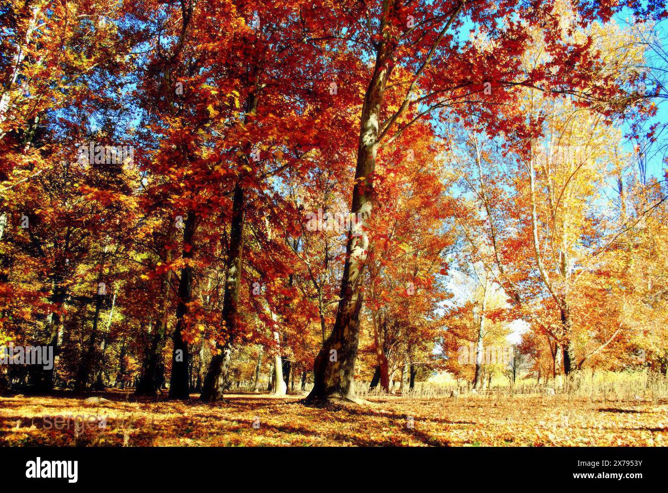 Rustling Forest Canopy tranquility hi-res stock photography and images - Alamy