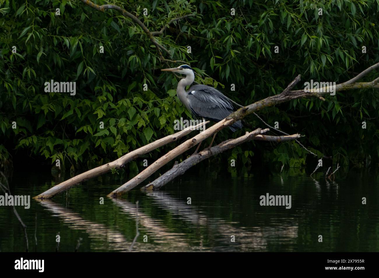 The red heron (Ardea purpurea) sitting on a tree branch and watching Stock Photo