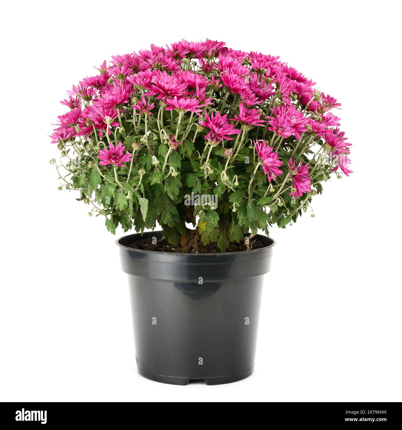 blooming chrysanthemum in flowerpot isolated on white background Stock Photo