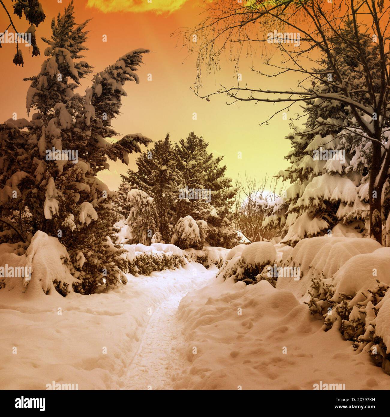 Snowy forest sunset hi-res stock photography and images - Alamy