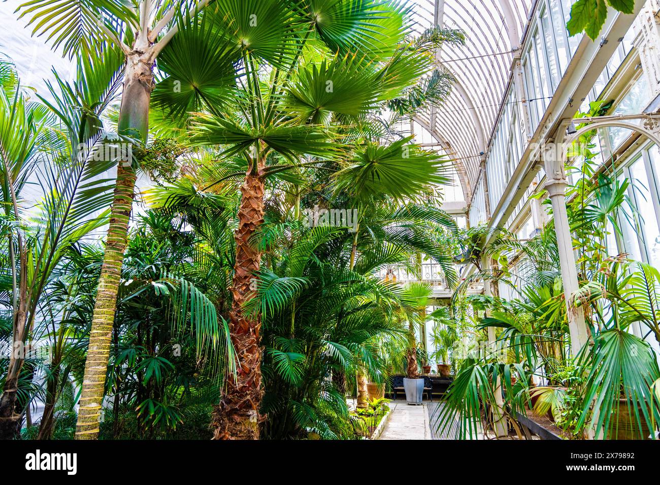 Plants inside the 19th-century palm house at the Garden Society, Gothenburg, Sweden Stock Photo