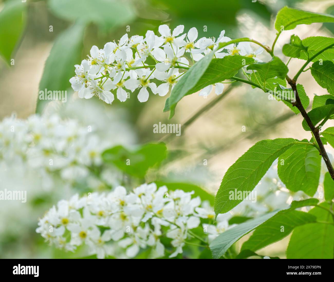 European Bird Cherry (Prunus padus), flowers and leaves, Lower Saxony, Germany, Europe Stock Photo