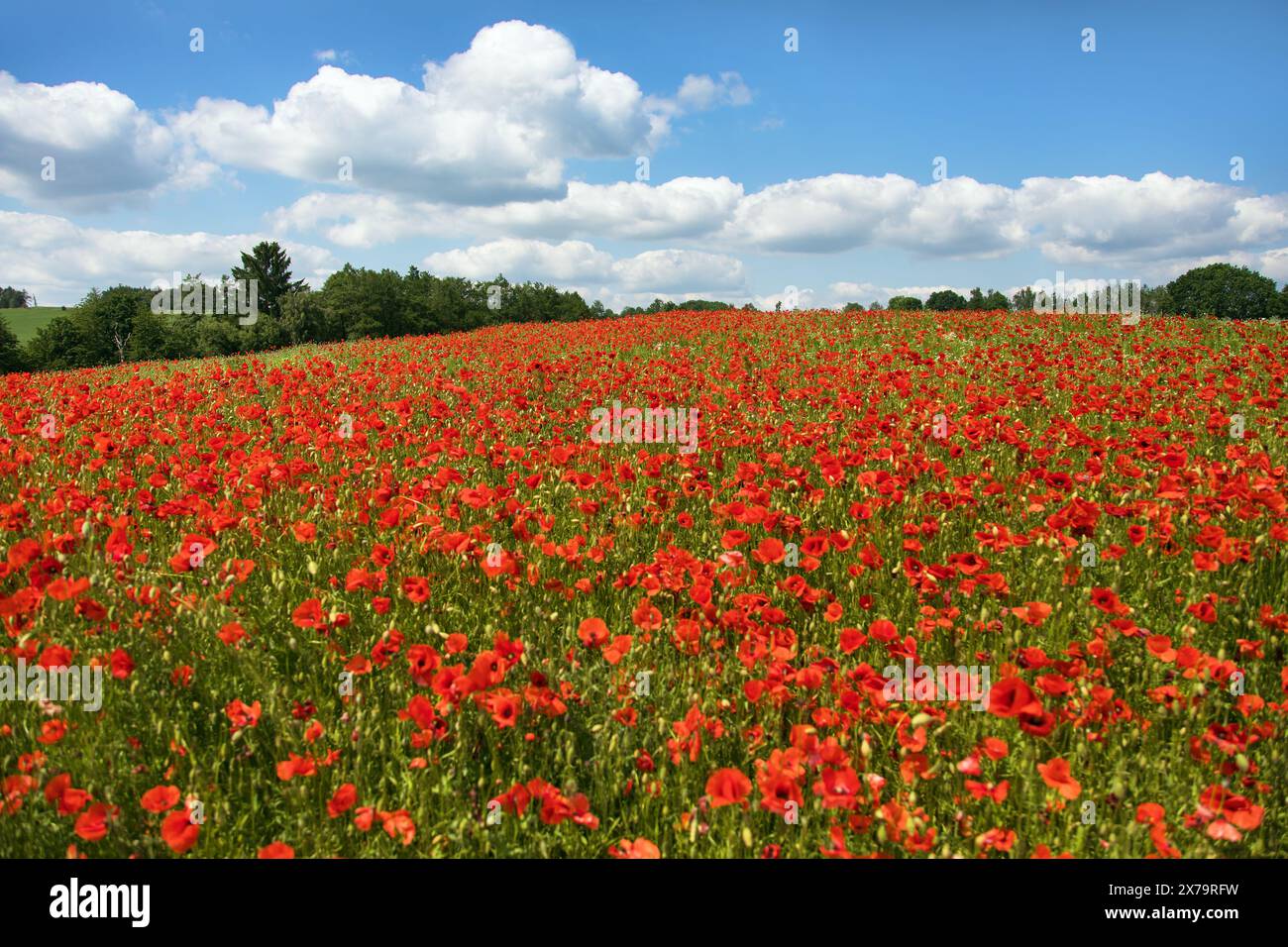 field of red poppies or Common poppy, corn poppy, corn rose, field poppy, flanders poppy, in latin Papaver Rhoaes Stock Photo