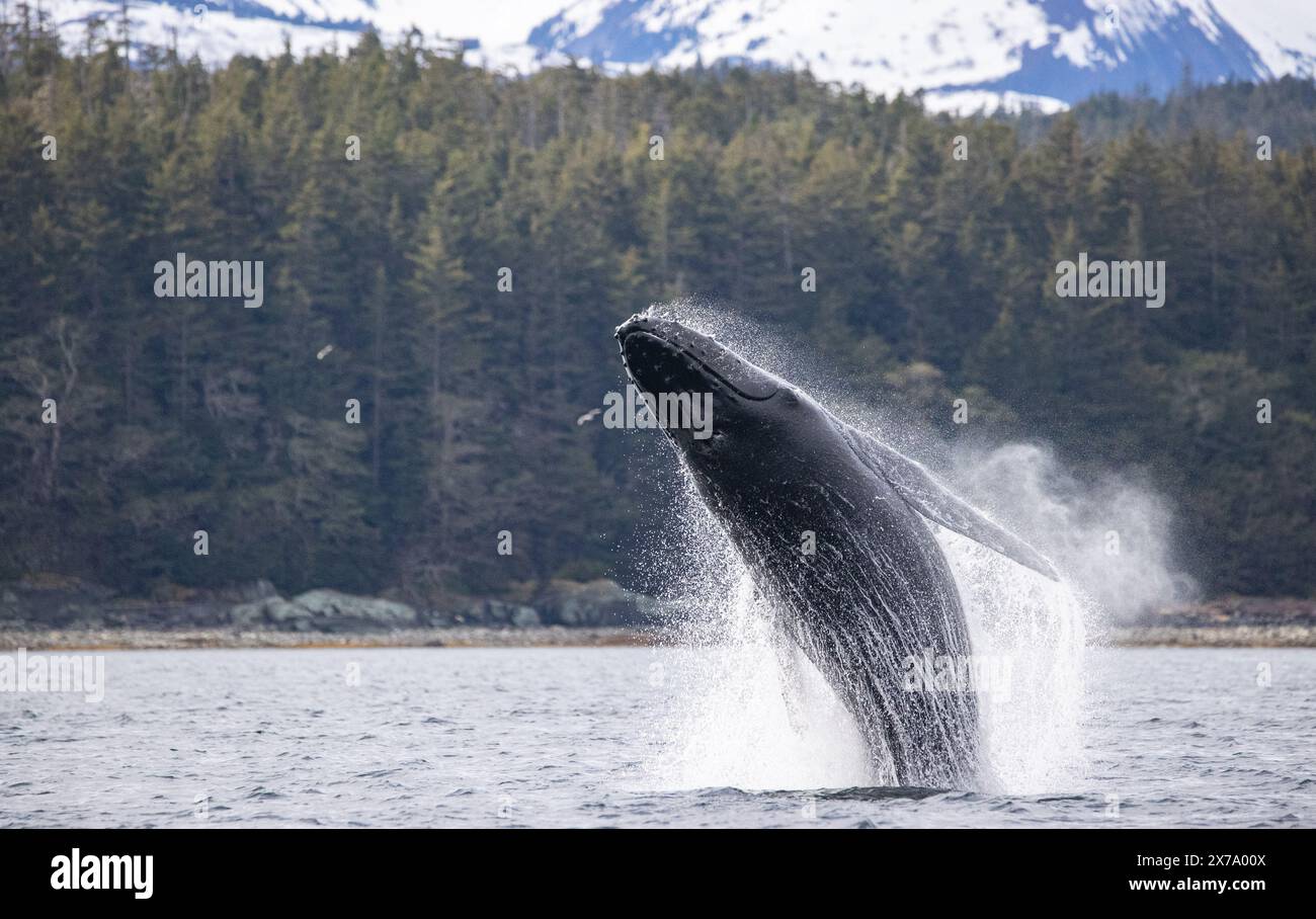 Whale breaching alaska hi-res stock photography and images - Alamy