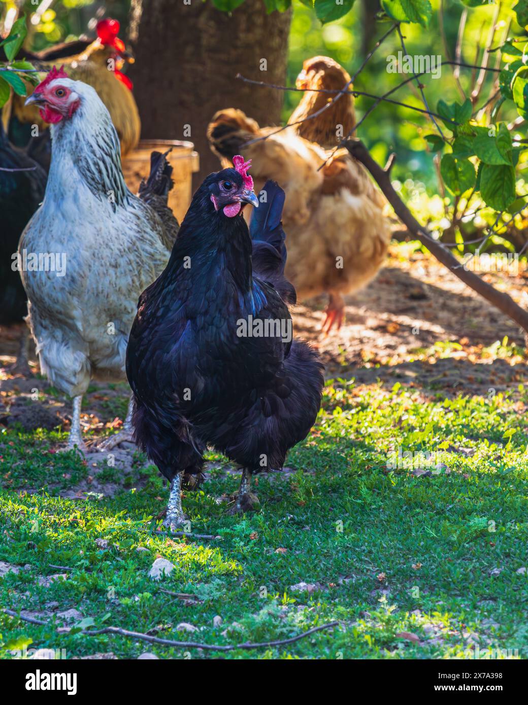 Chickens walking on yard hi-res stock photography and images - Alamy