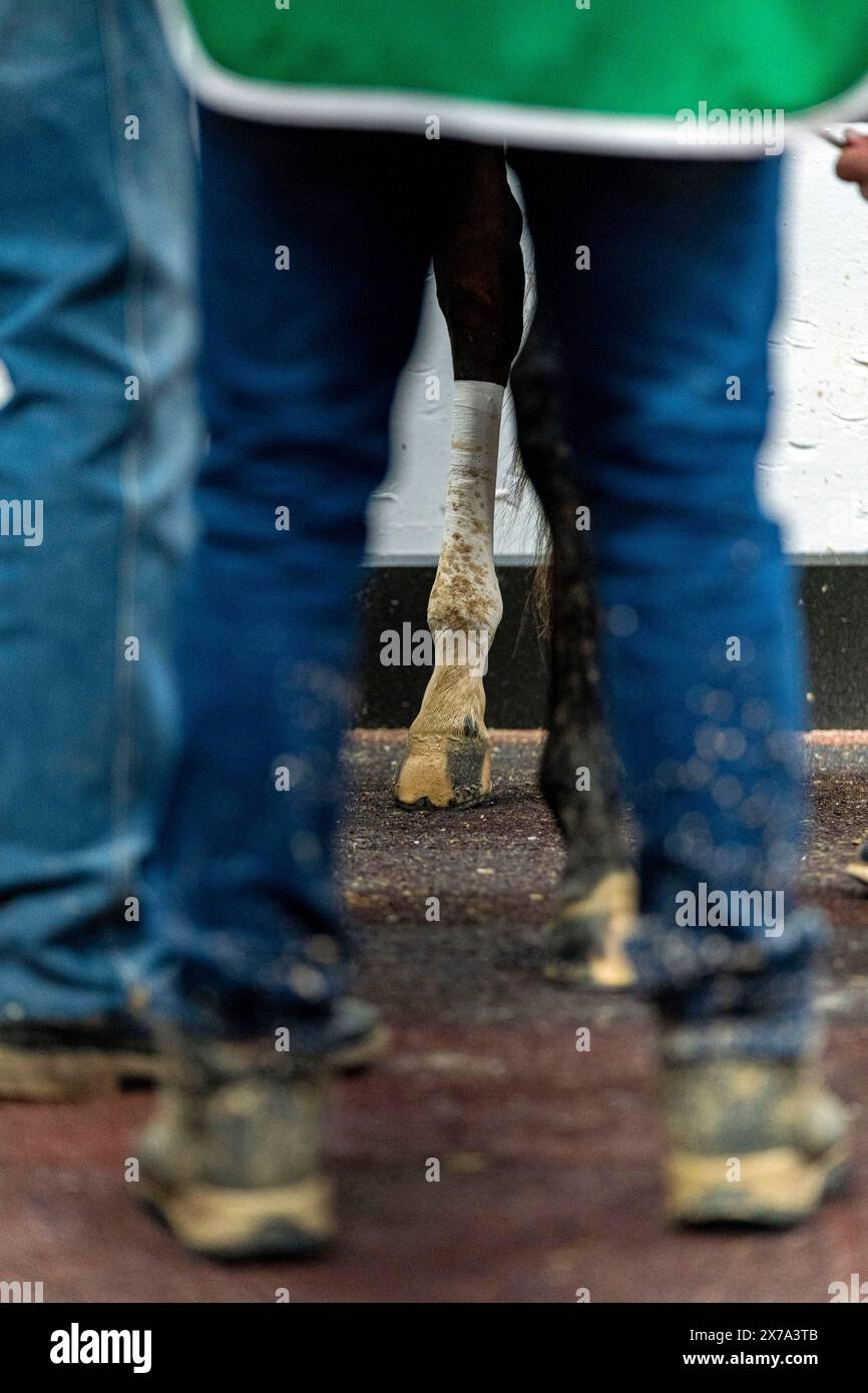 The legs of Kentucky Derby winner Mystik Dan are seen through his team