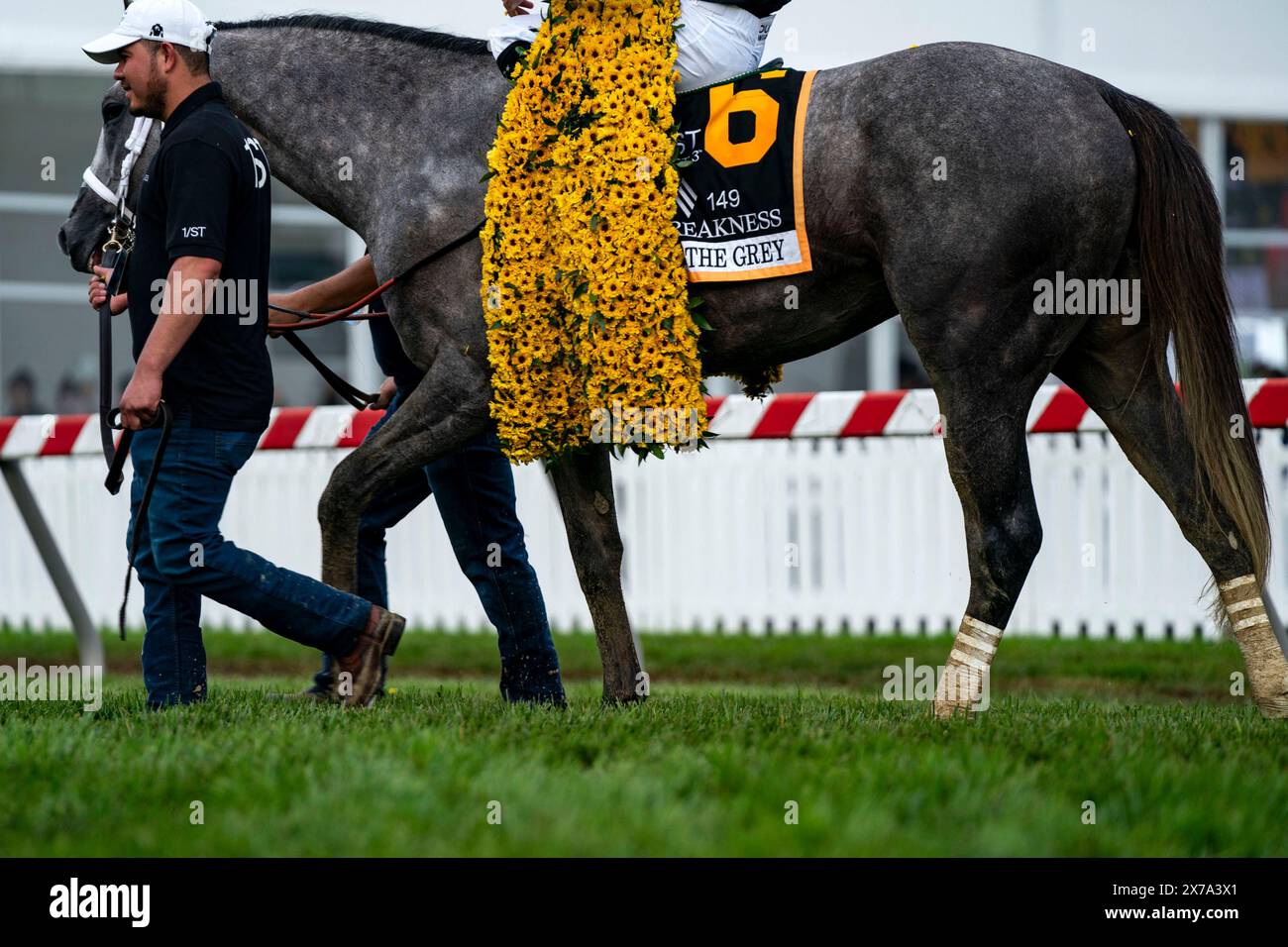 Seize the Grey walks the infield after receiving a blanket of Black