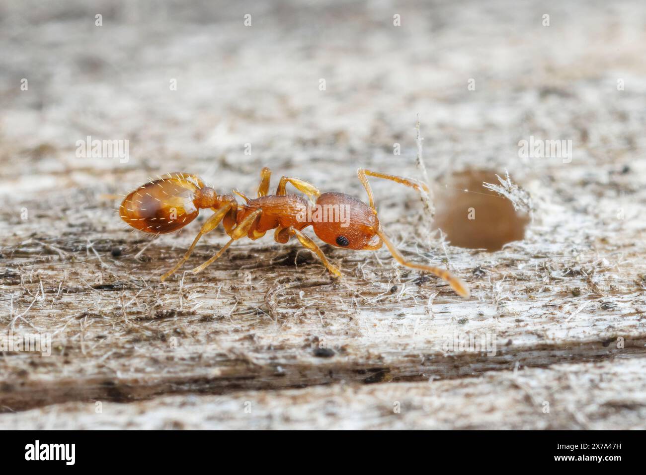 Acorn Ant (Temnothorax curvispinosus) Stock Photo