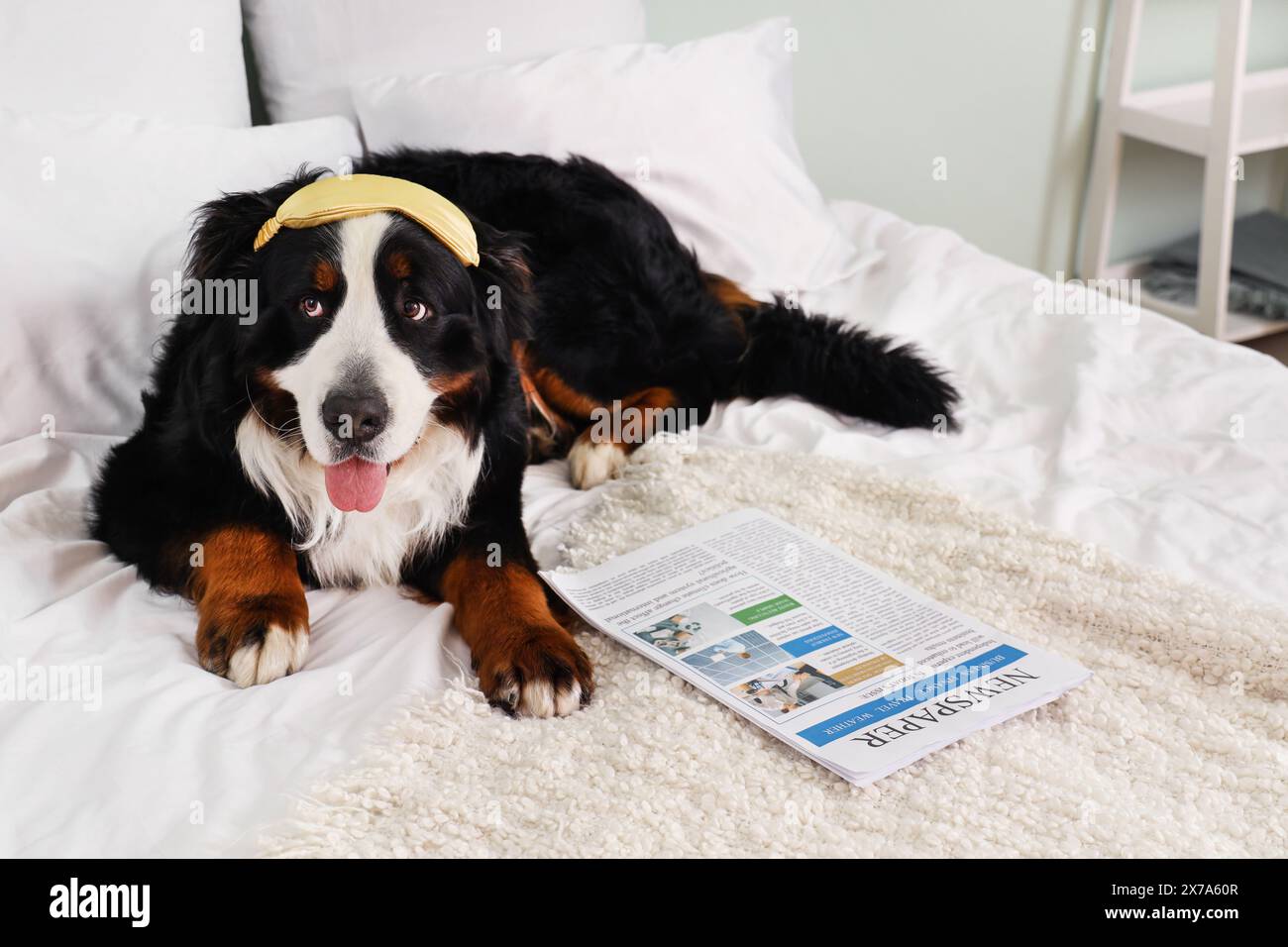 Cute Bernese mountain dog with sleeping mask and newspaper lying on bed