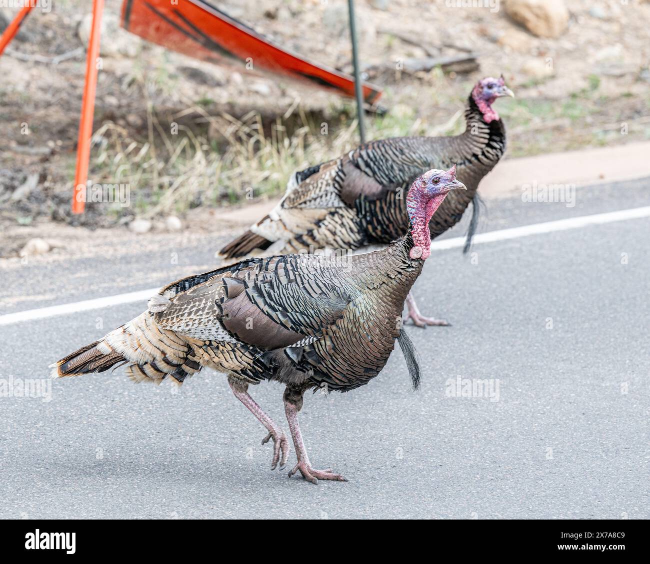 Wild turkey Meleagris gallopavo in Colorado wildlife in Rocky Mountain area Stock Photo