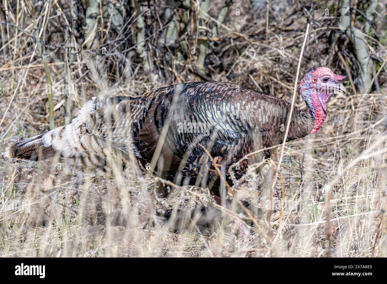 Wild turkey Meleagris gallopavo in Colorado wildlife in Rocky Mountain area Stock Photo