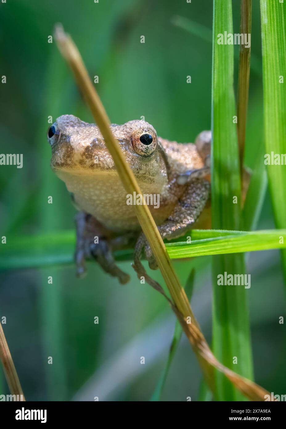 A small spring peeper, a tiny frog no larger than a thumb, clings to a blade of grass with delicate precision. Stock Photo
