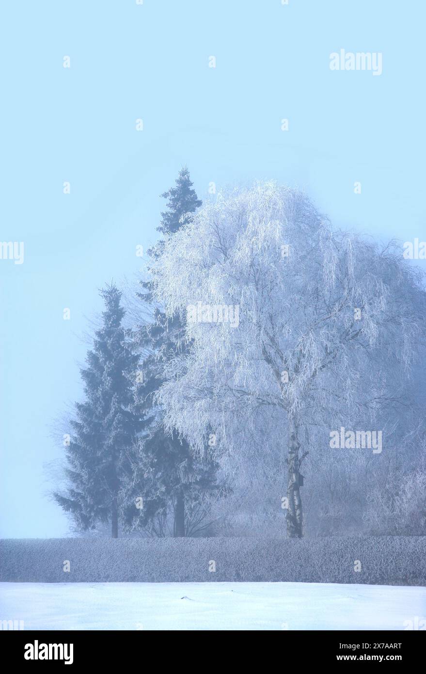 Zen frozen ice snow tree hi-res stock photography and images - Alamy