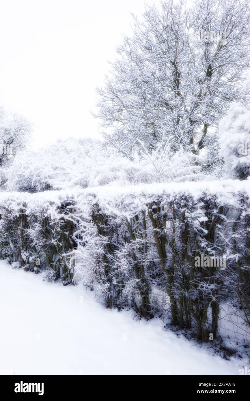 Zen frozen ice snow tree hi-res stock photography and images - Alamy