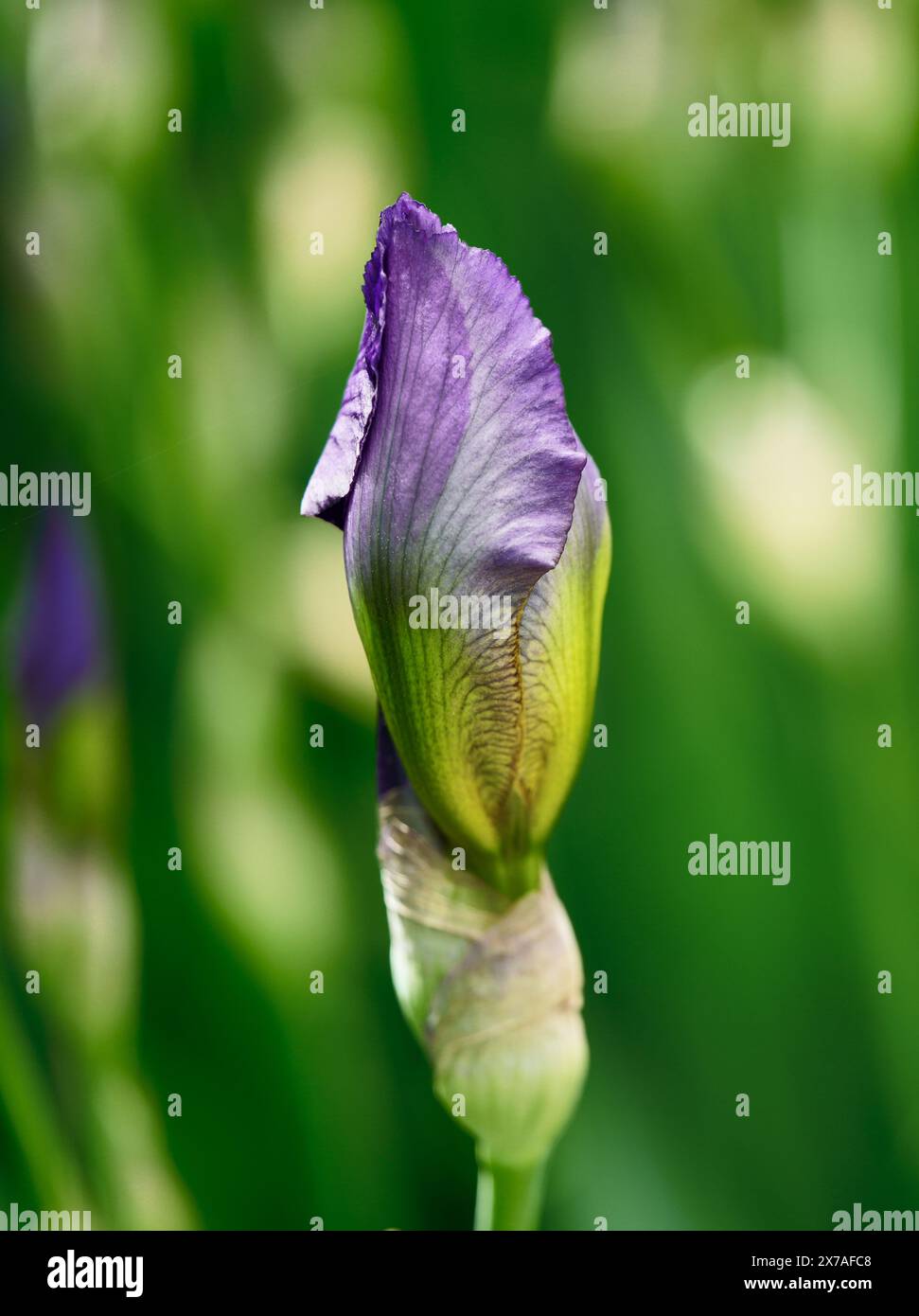 Purple Bearded Iris Bud 'William A. Setchell' Stock Photo