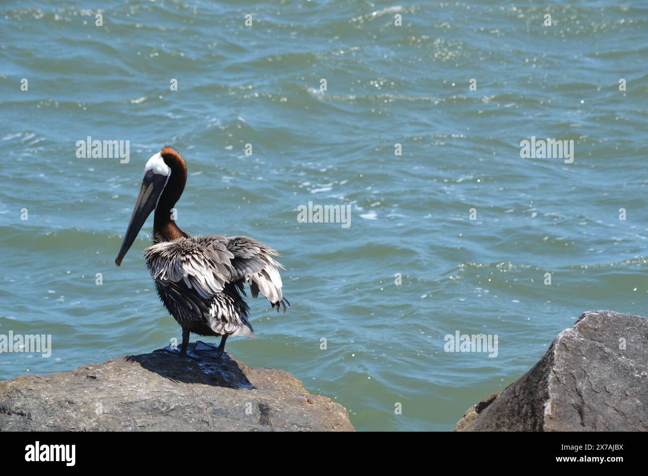 A brown pelican flaps its wings, shedding water, after plunging into the sea for food beside the jetty stones at Ponce Inlet, Florida. Stock Photo